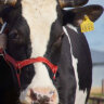 Недоуздок (ошейник) для коров, молодых быков, для крупного рогатого скота | Фото 4